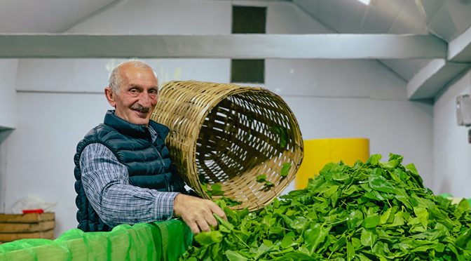 ბიო-ჩაი და თევზის წარმოება – მწვანე ეკონომიკის მხარდაჭერა საქართველოში
